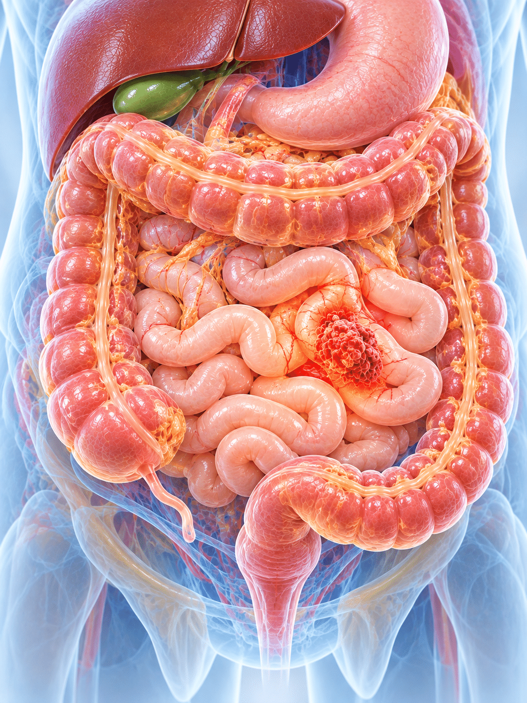 Small intestine anatomy